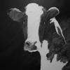 
Cow Portrait (Permanent Collection of  Costa Rica Embassy in NYC.)
Oil on canvas 36 x 36 inches.